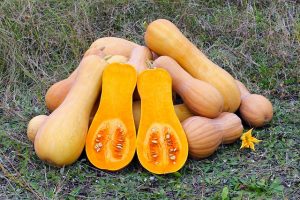 butternut-squash-109131_640